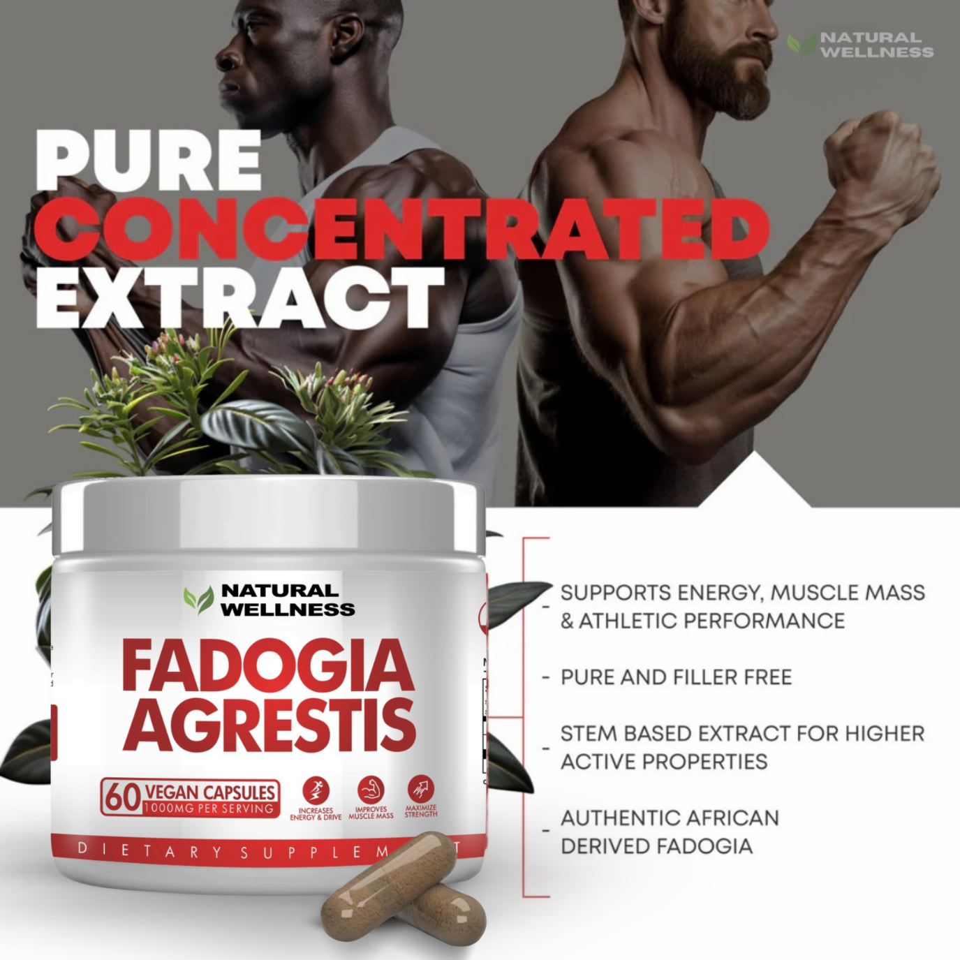 Fadogia Agrestis 1000mg